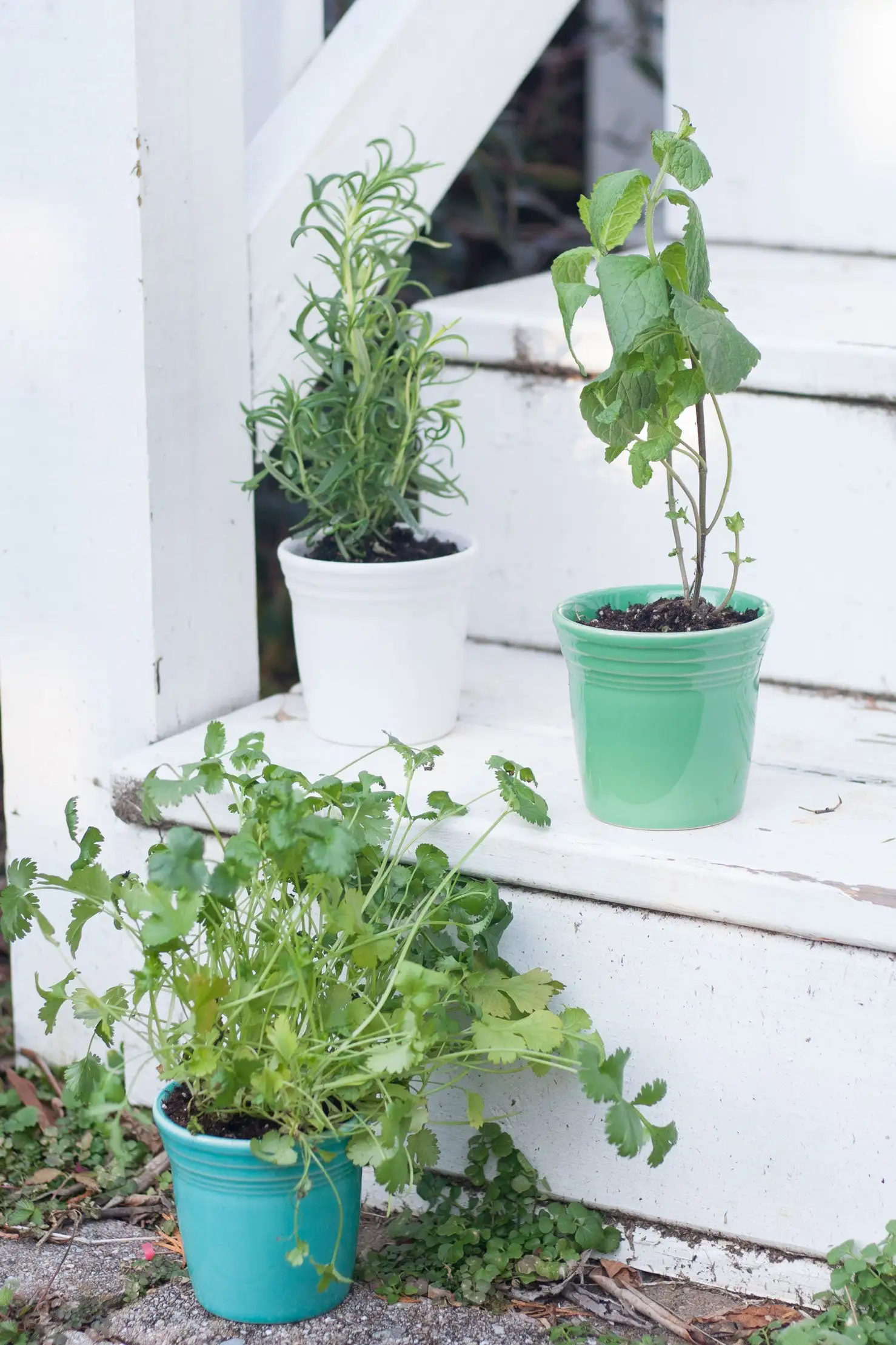 Fiesta Flower Pot Set 5 Fiesta Flower Pot Set - Image 5